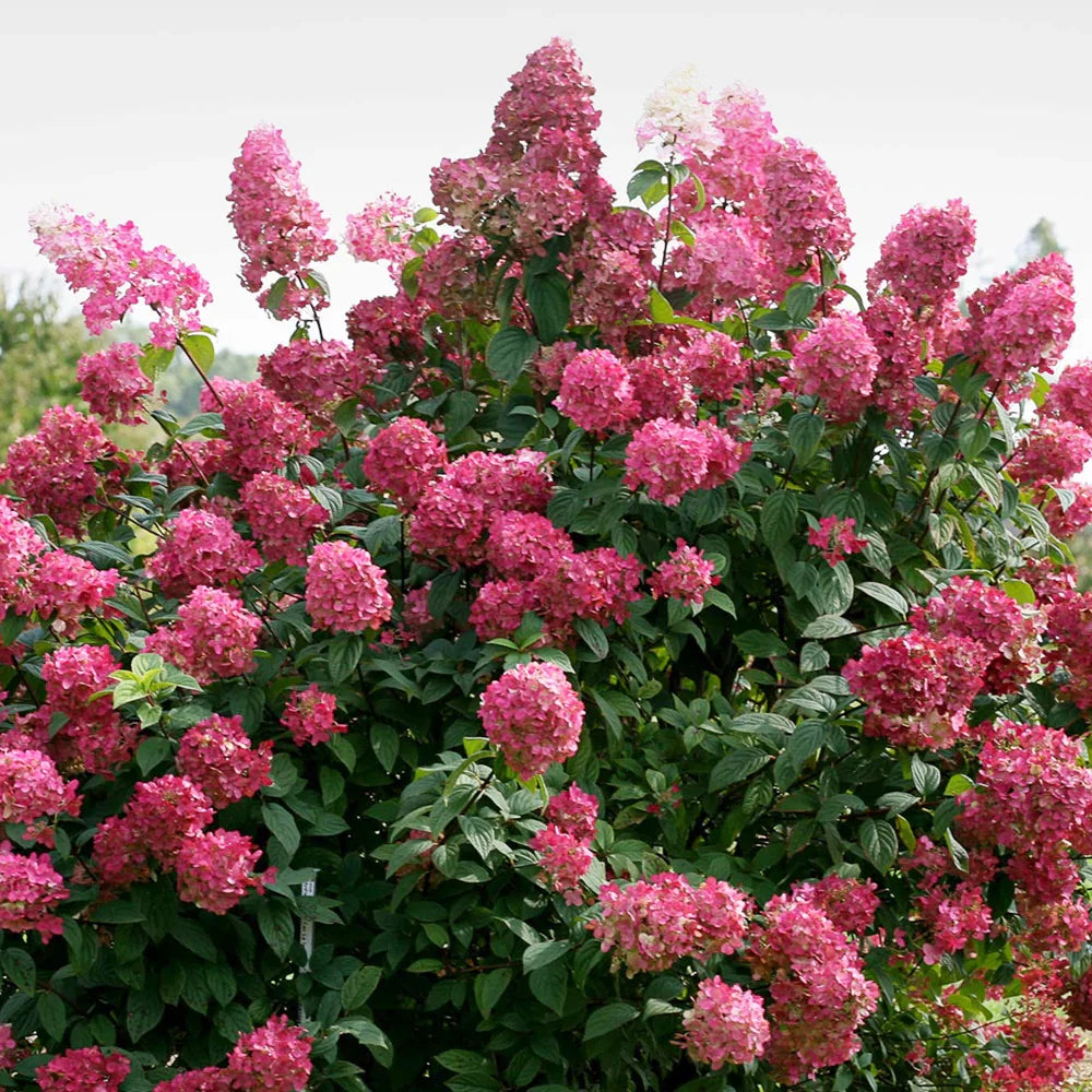 Hortensia paniculata "Wim's Red" / Hydrangea paniculata "Wim's Red" / by gradina-noastra
