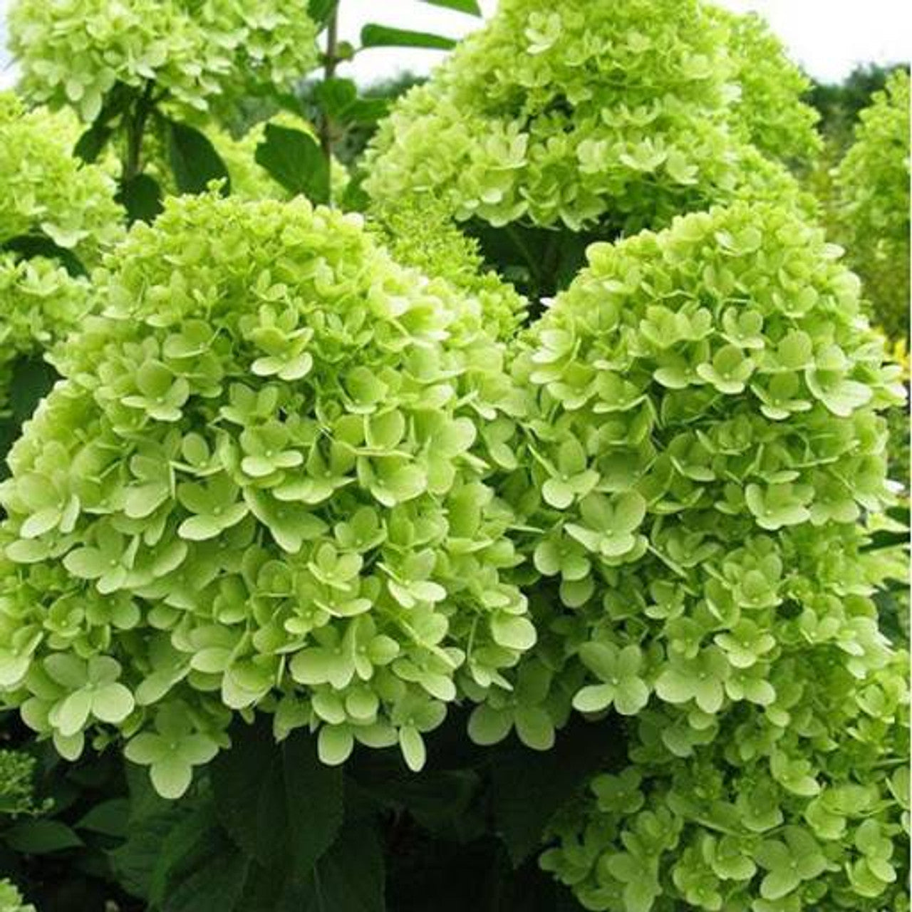 Hortensia paniculata "Mojito" / Hydrangea paniculata "Mojito" / by gradina-noastra