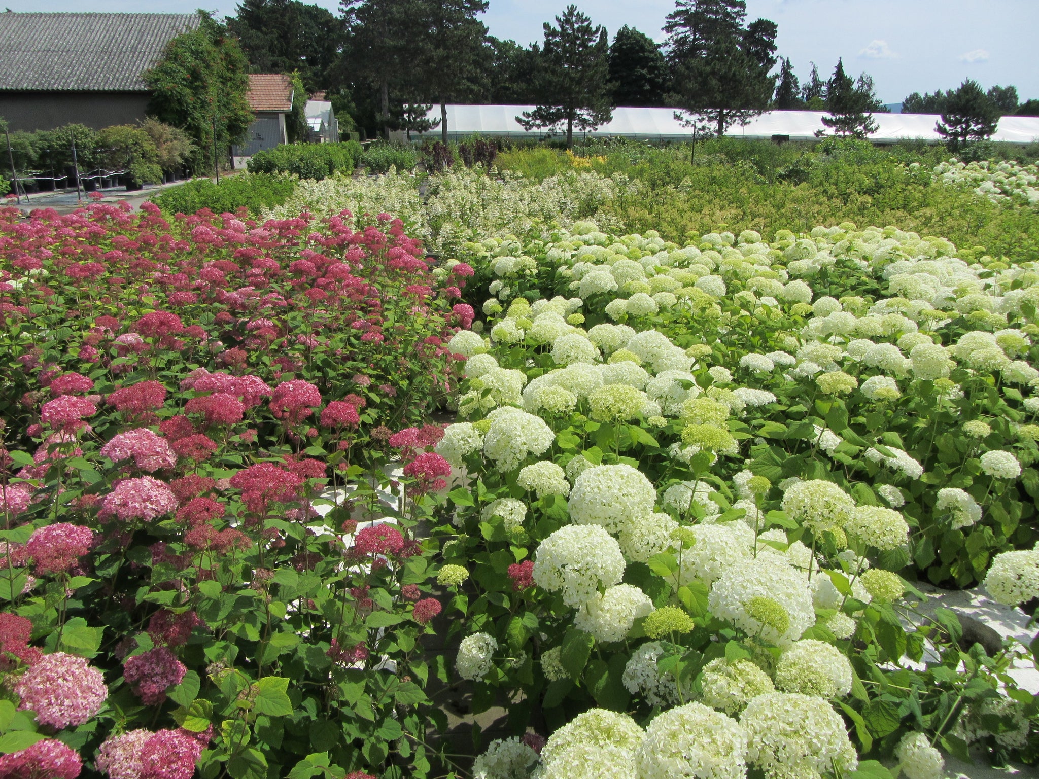 Hortensia "Pink Annabelle" 0.20 - 0.30 m / Hydrangea arborescens "Pink Annabelle"/ by gradina-noastra