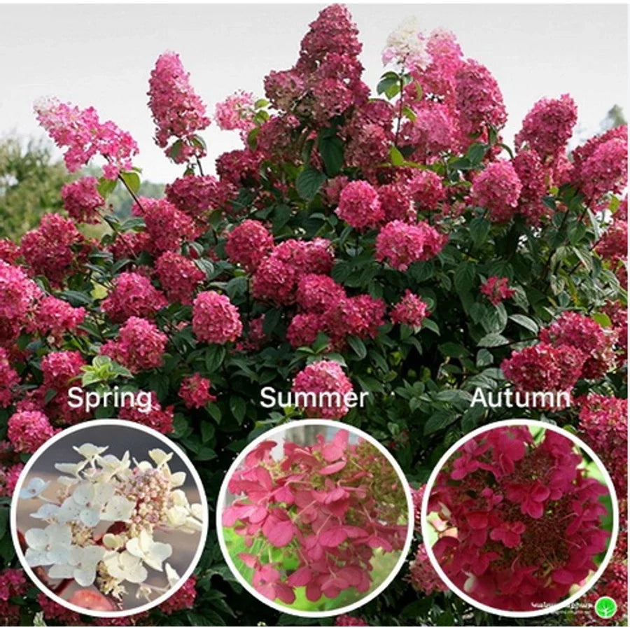 Hortensia paniculata "Wim's Red" / Hydrangea paniculata "Wim's Red" / by gradina-noastra