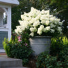 Hortensia paniculata "Bobo" în ghiveci, aducând un strop de eleganță grădinii tale. Perfectă pentru terase!