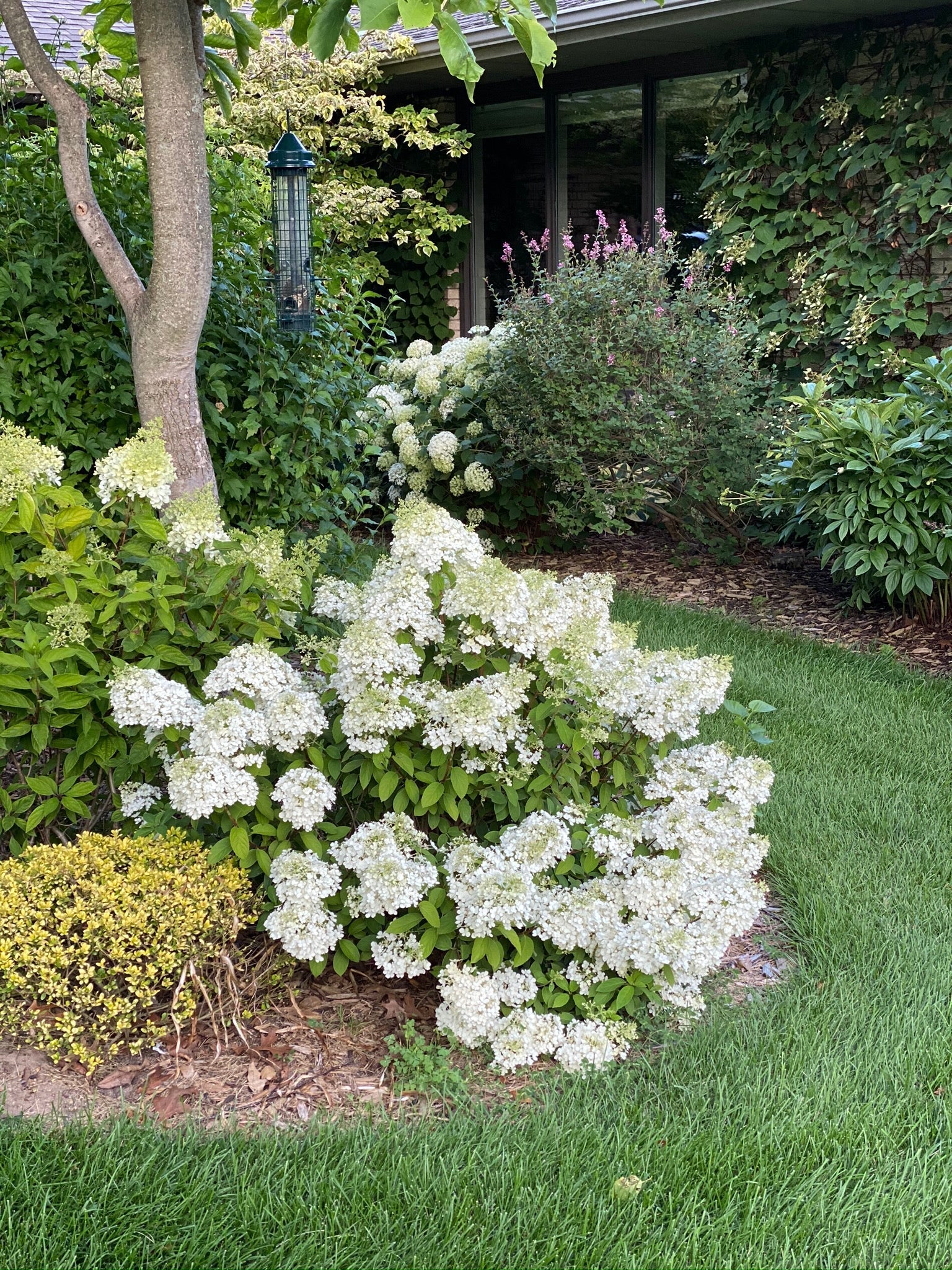 Hortensia paniculata "Bobo"/ Hydrangea paniculata "Bobo"/ înflorind, aducând eleganță grădinii tale.
