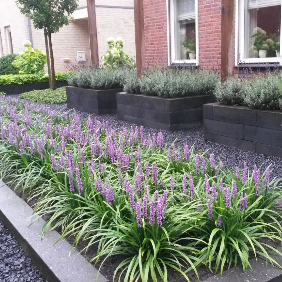 Liriope muscari "Moneymaker" 0.20 m