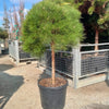 Pin negru "Pierrick Bregeon" pomisor / Pinus nigra "Pierrick Bregeon" /