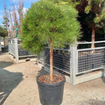 Pin negru "Pierrick Bregeon" pomisor / Pinus nigra "Pierrick Bregeon" /