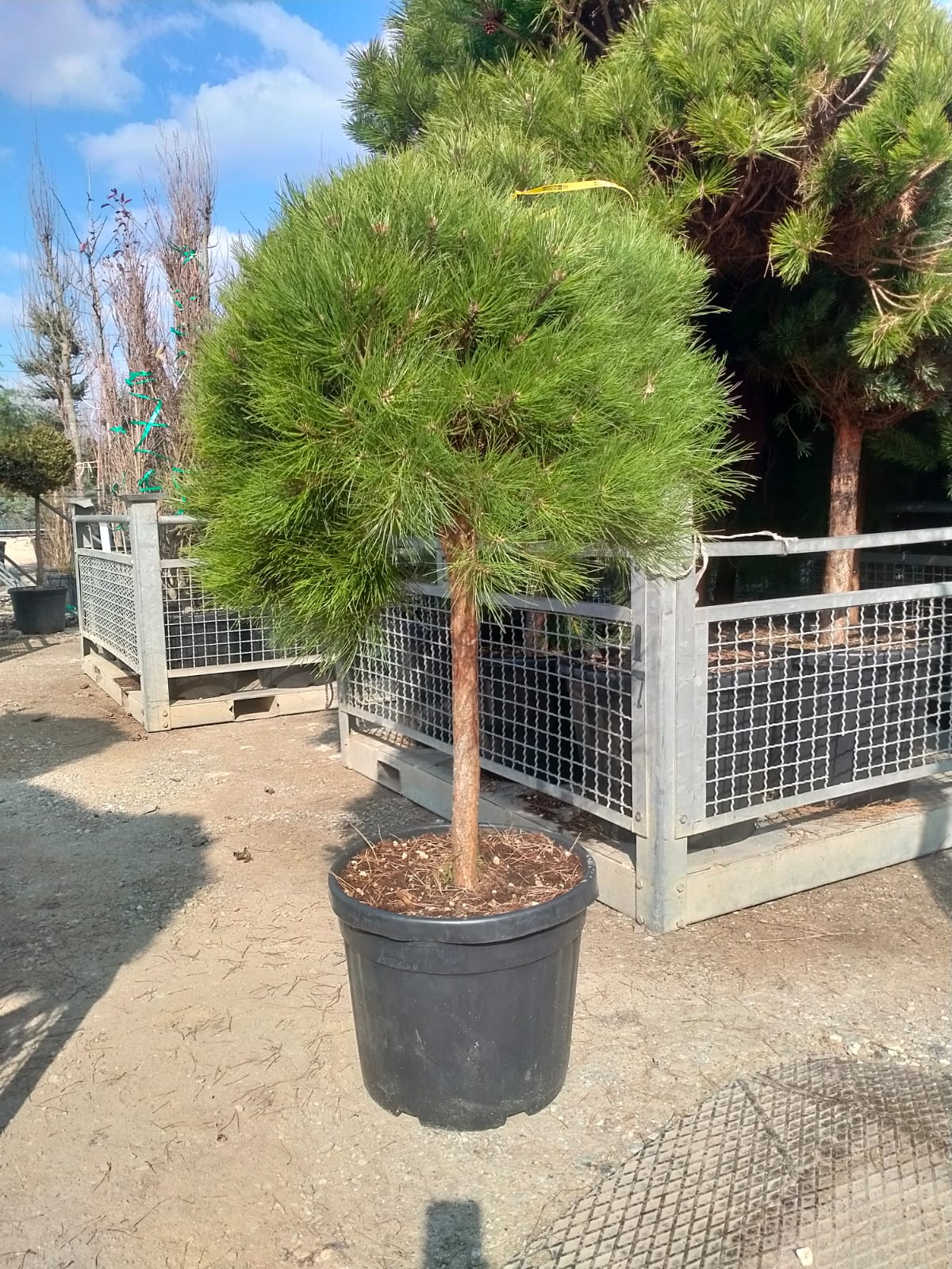 Pin negru "Pierrick Bregeon" pomisor / Pinus nigra "Pierrick Bregeon" /