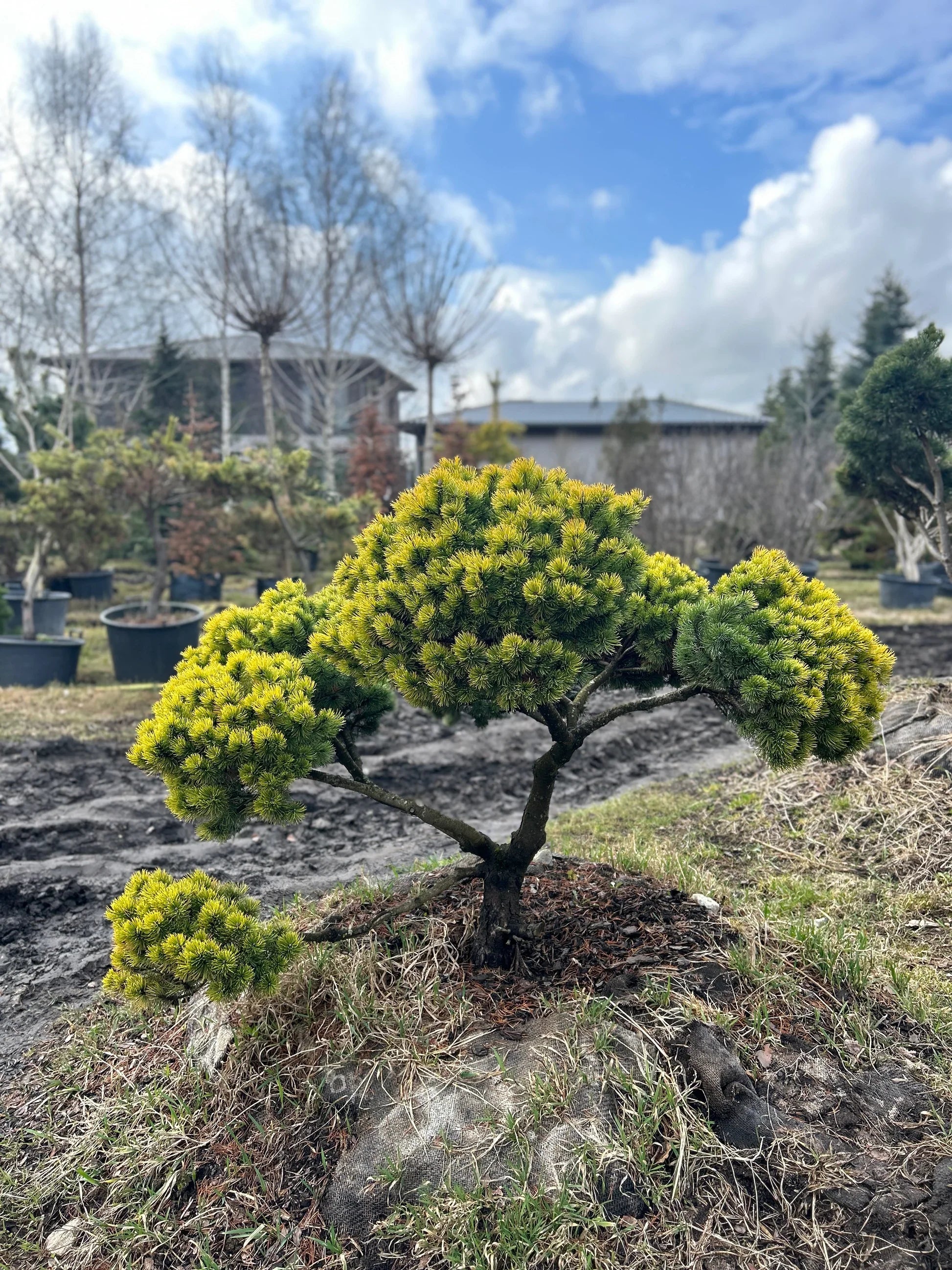 Pin pitic 'Ophir' 0.25 - 0.30 m / Pinus mugo 'Ophir'/