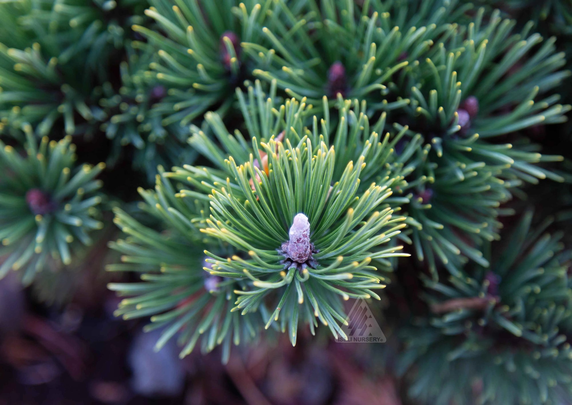 Pin pitic "Green Pearl"  /"Pinus Mugo "Green Pearl"/ - Gradina Noastra