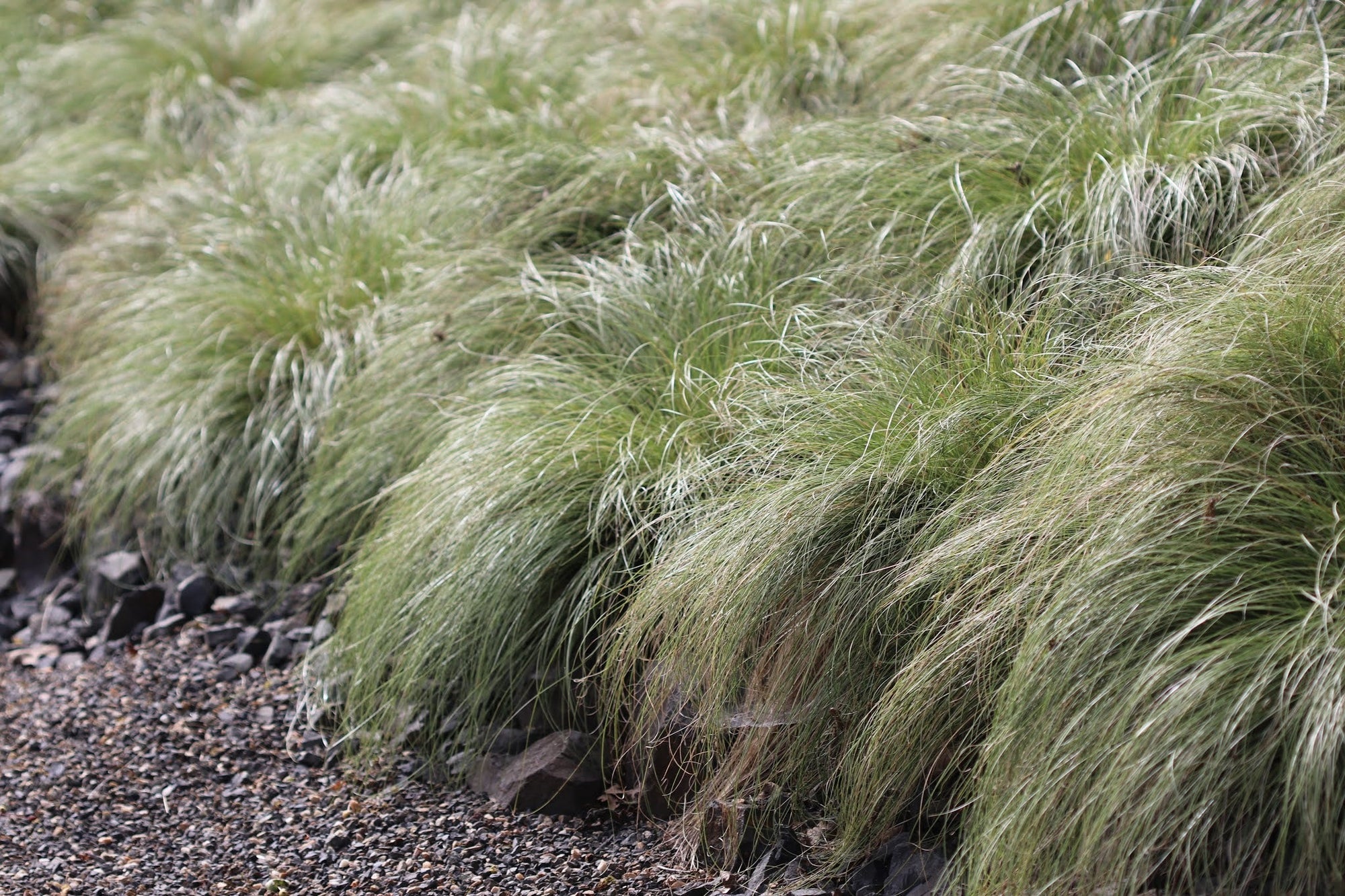Carex morrowii "Frosted Curls" 0.20 - 0.30 m