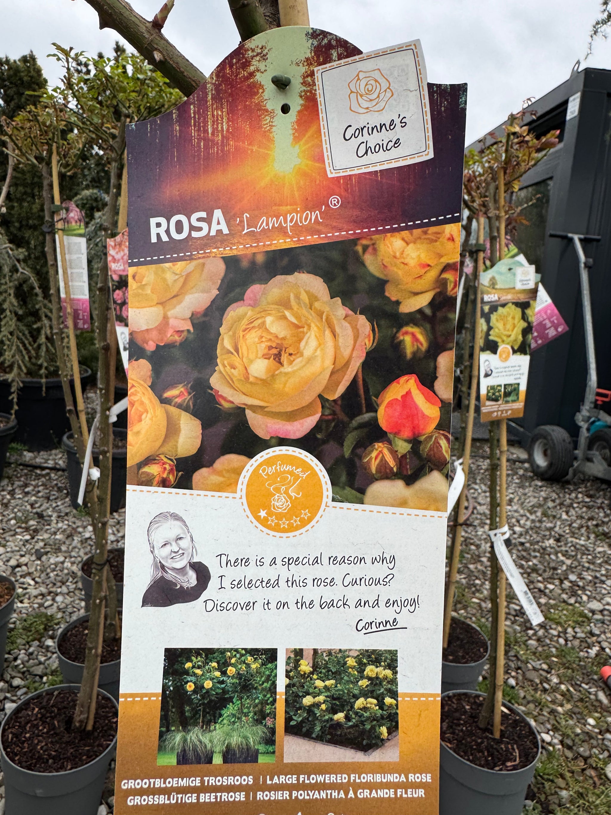 Trandafir pe picior "Lampion" 1.20 - 1.30 m (Rosa "Lampion")