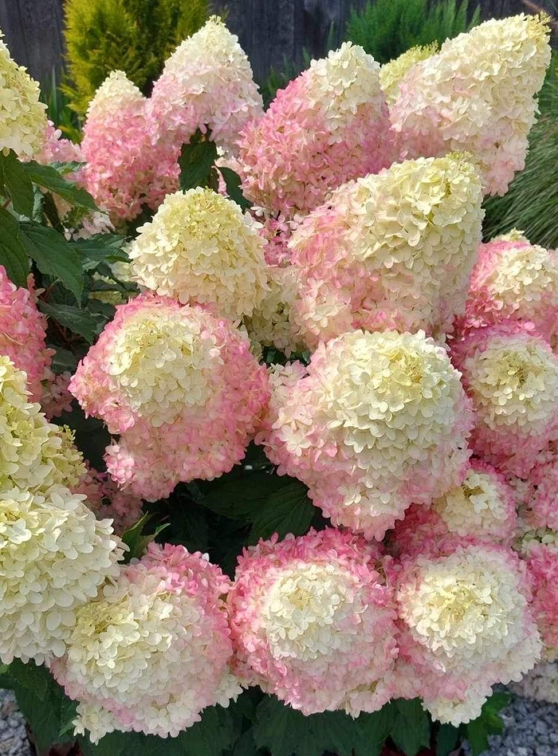 Hortensia paniculata "Pinkachu" / Hydrangea paniculata "Pinkachu" / by gradina-noastra