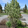 Arbore de stafide "Obelisk" 1.50 - 1.70 m / Amelanchier alnifolia "Obelisk"/