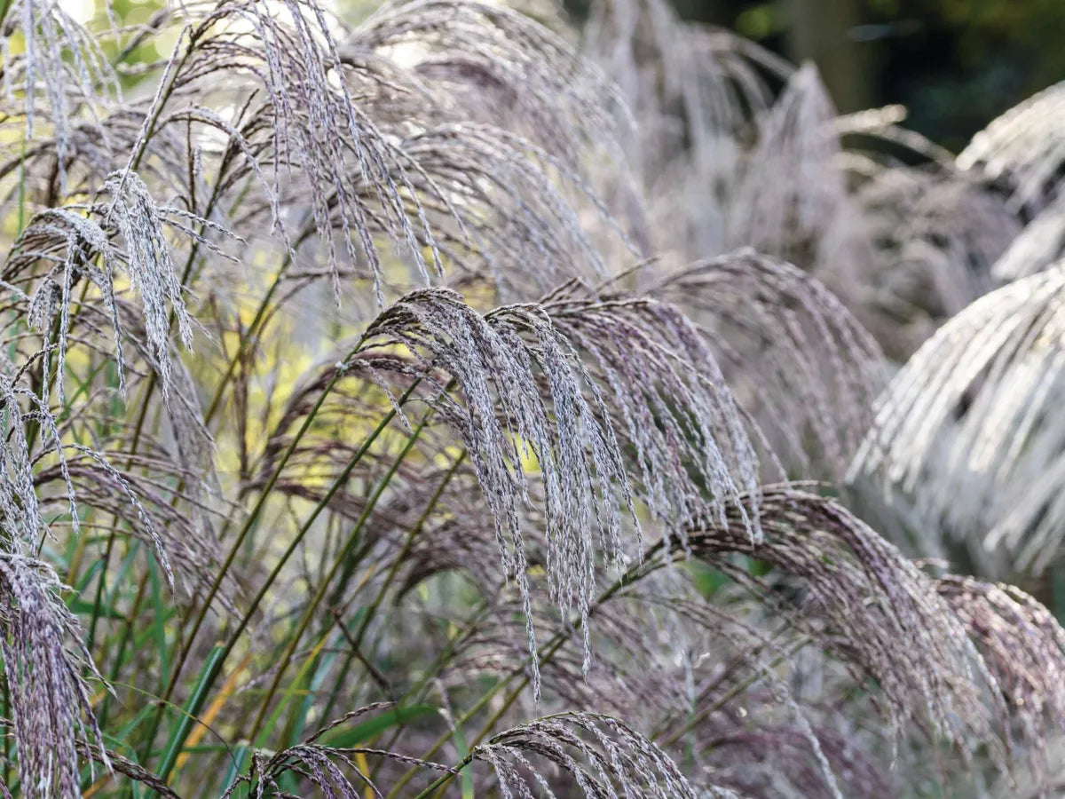 Iarba elefantului "Flamingo" 0.20 - 0.30 m /Miscanthus sinensis Flamingo/ - Gradina Noastra