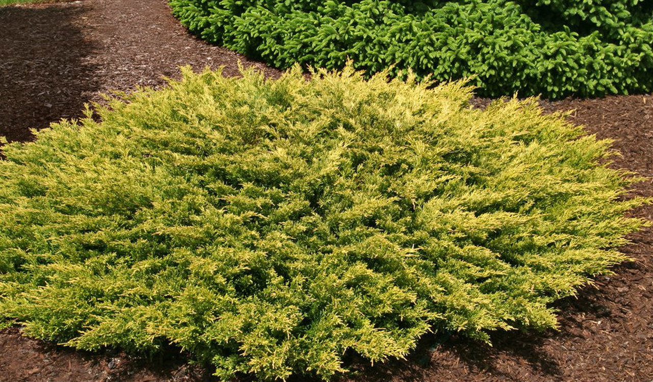 Ienupar "Limeglow" / Juniperus horizontalis "Limeglow"/ by gradina-noastra