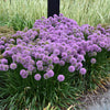 Allium 'Medusas Hair' ®