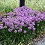 Allium 'Medusas Hair' ®