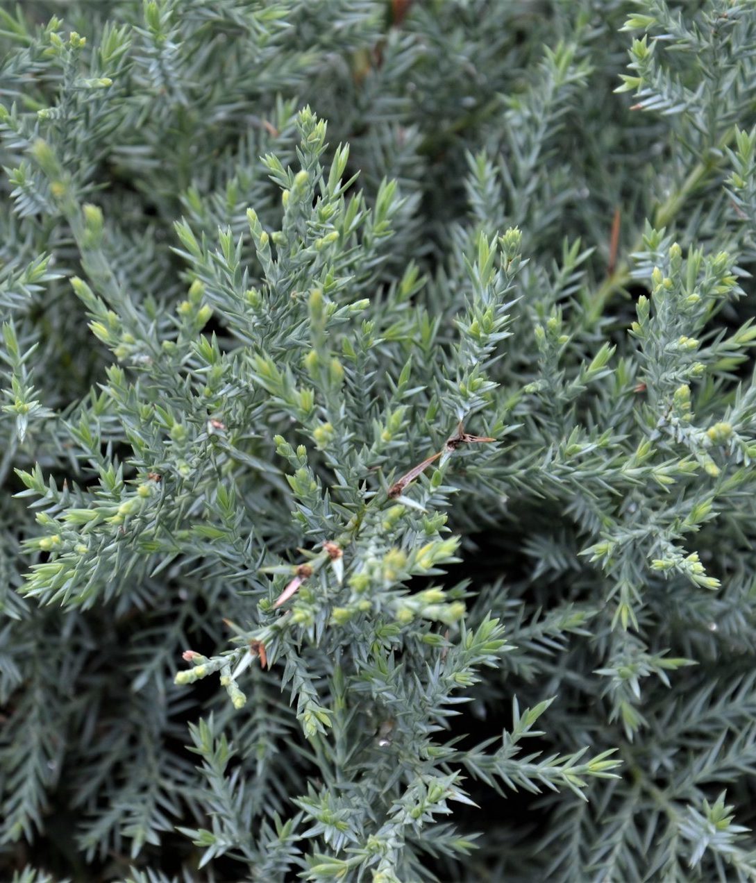 Ienupar "Pfitzeriana Glauca" Bonsai 1.40 - 1.60 m / Juniperus × media "Pfitzeriana Glauca"/