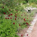 Knautia macedonica "Red Knight"