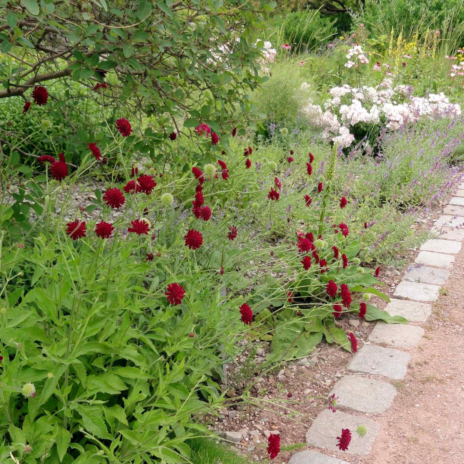 Knautia macedonica "Red Knight"