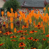 Kniphofia 'Papaya Popsicle'  0.20 - 0.40 m