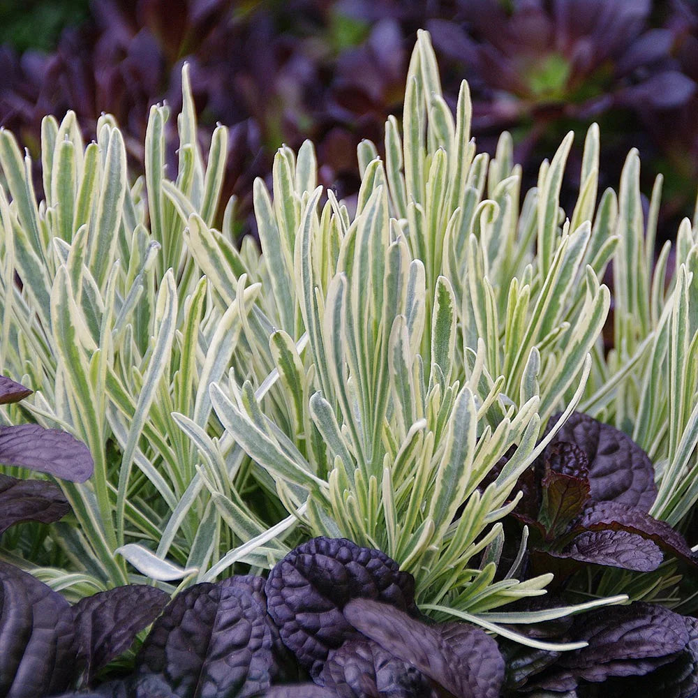 Lavanda "Platinum Blonde" 0.10 m / Lavandula angustifolia "Platinum Blonde"/