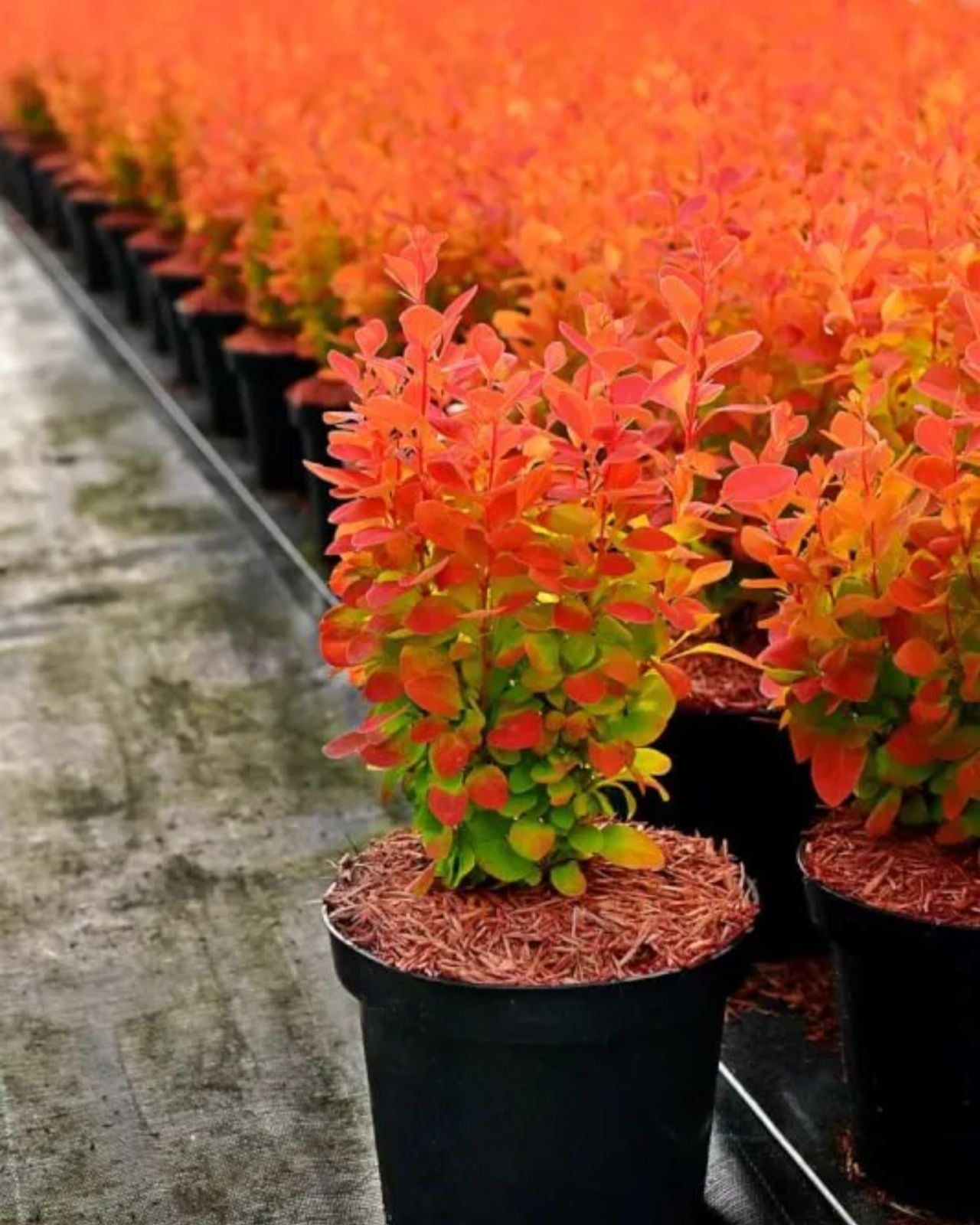 Dracila "Orange Ice" / Berberis thunbergii "Orange Ice"/ - Gradina Noastra