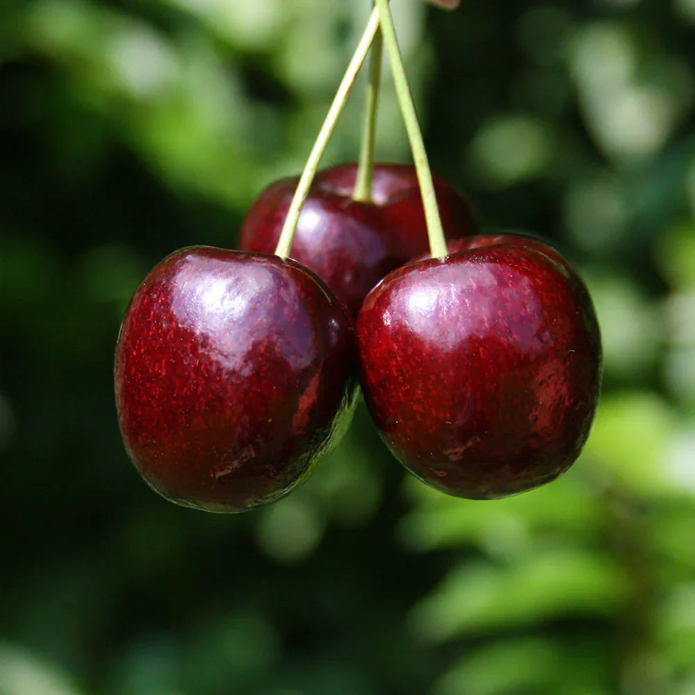 Cires "Lapins" 1.80 - 2.30 m / Prunus avium "Lapins" /