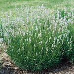 Lavanda "Edelweiss" 0.20 m / Lavandula x intermedia "Edelweiss"/