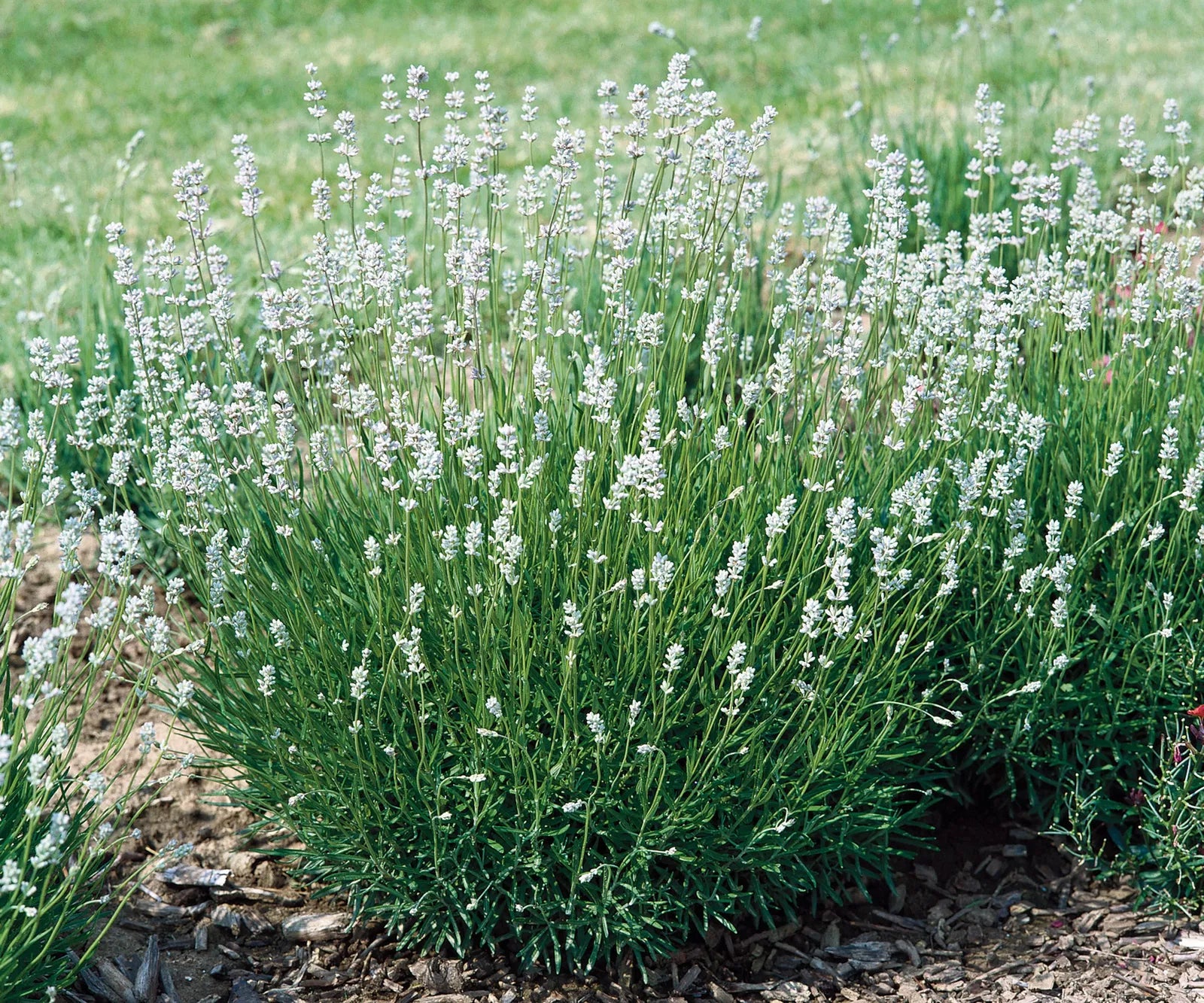 Lavanda "Edelweiss" 0.20 m / Lavandula x intermedia "Edelweiss"/