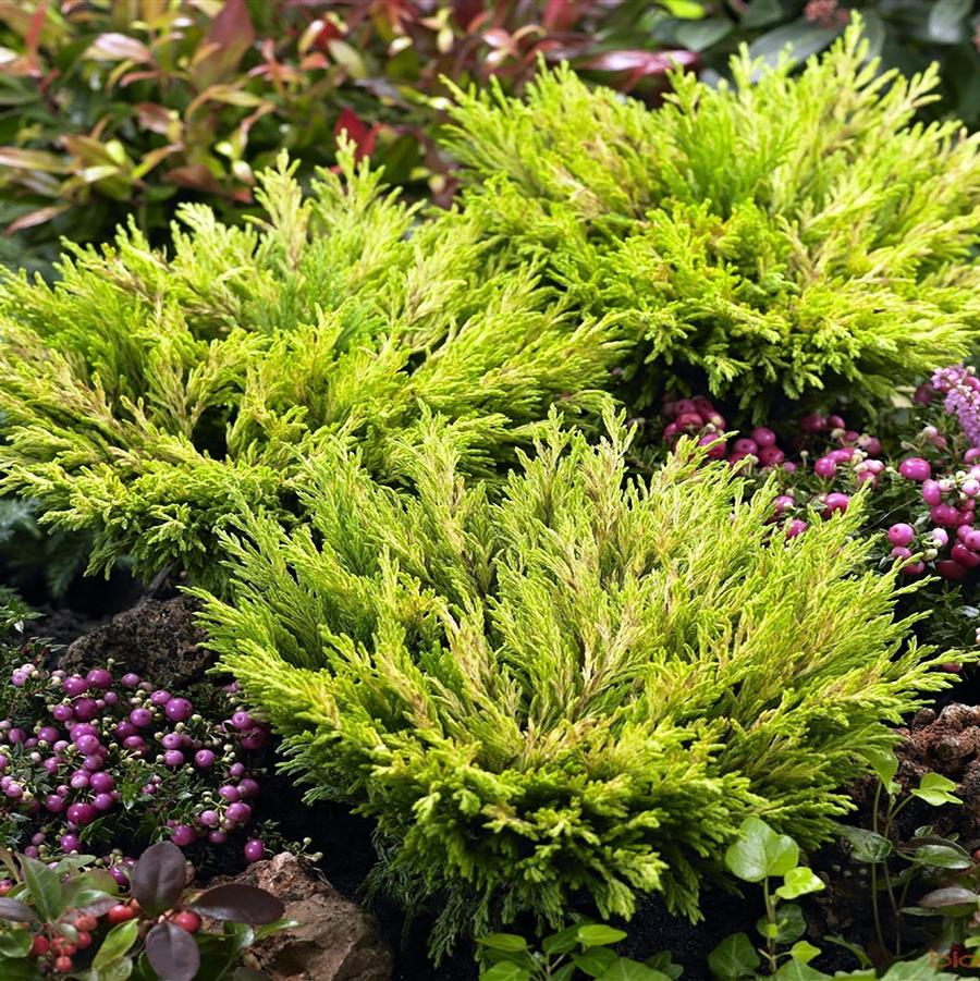Ienupar "Limeglow" / Juniperus horizontalis "Limeglow"/ by gradina-noastra