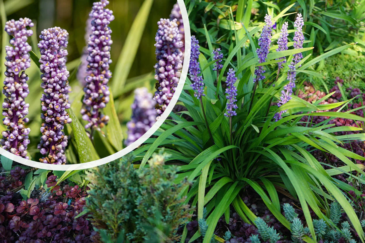 Liriope muscari "Moneymaker" 0.20 m