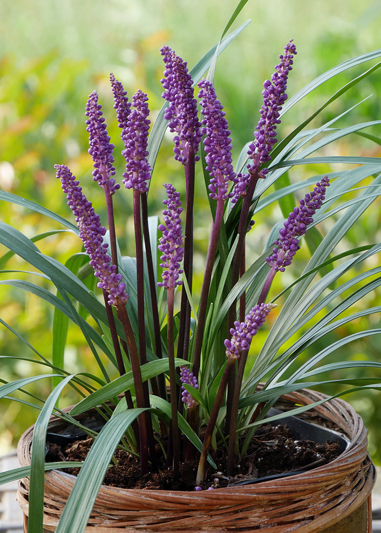 Liriope muscari "Royal Purple"