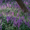 Liriope muscari "Royal Purple"