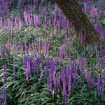 Liriope muscari "Royal Purple"