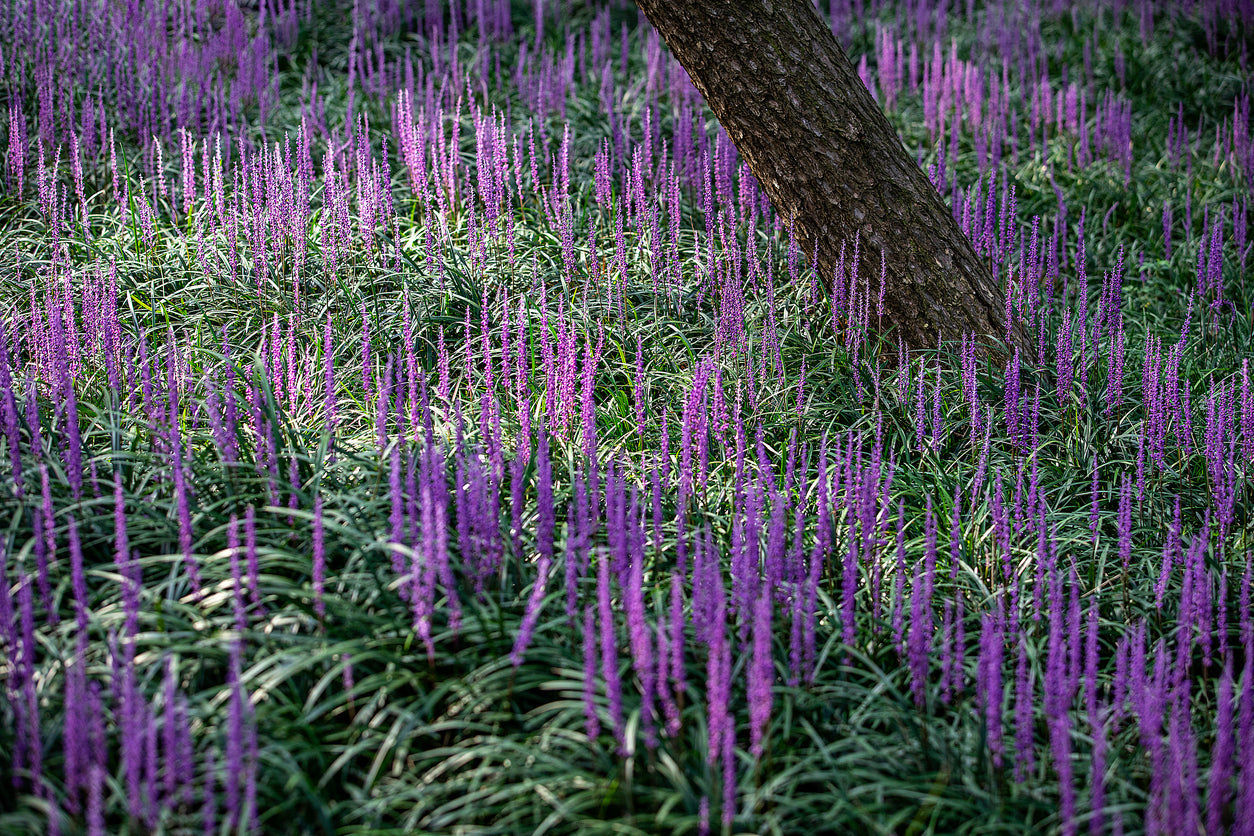 Liriope muscari "Royal Purple"