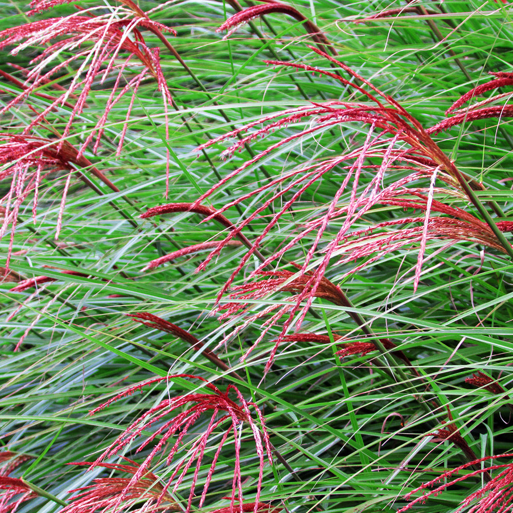 Iarba elefantului "Punktchen" 0.20 - 0.30 m / Miscanthus sinensis "Punktchen" /