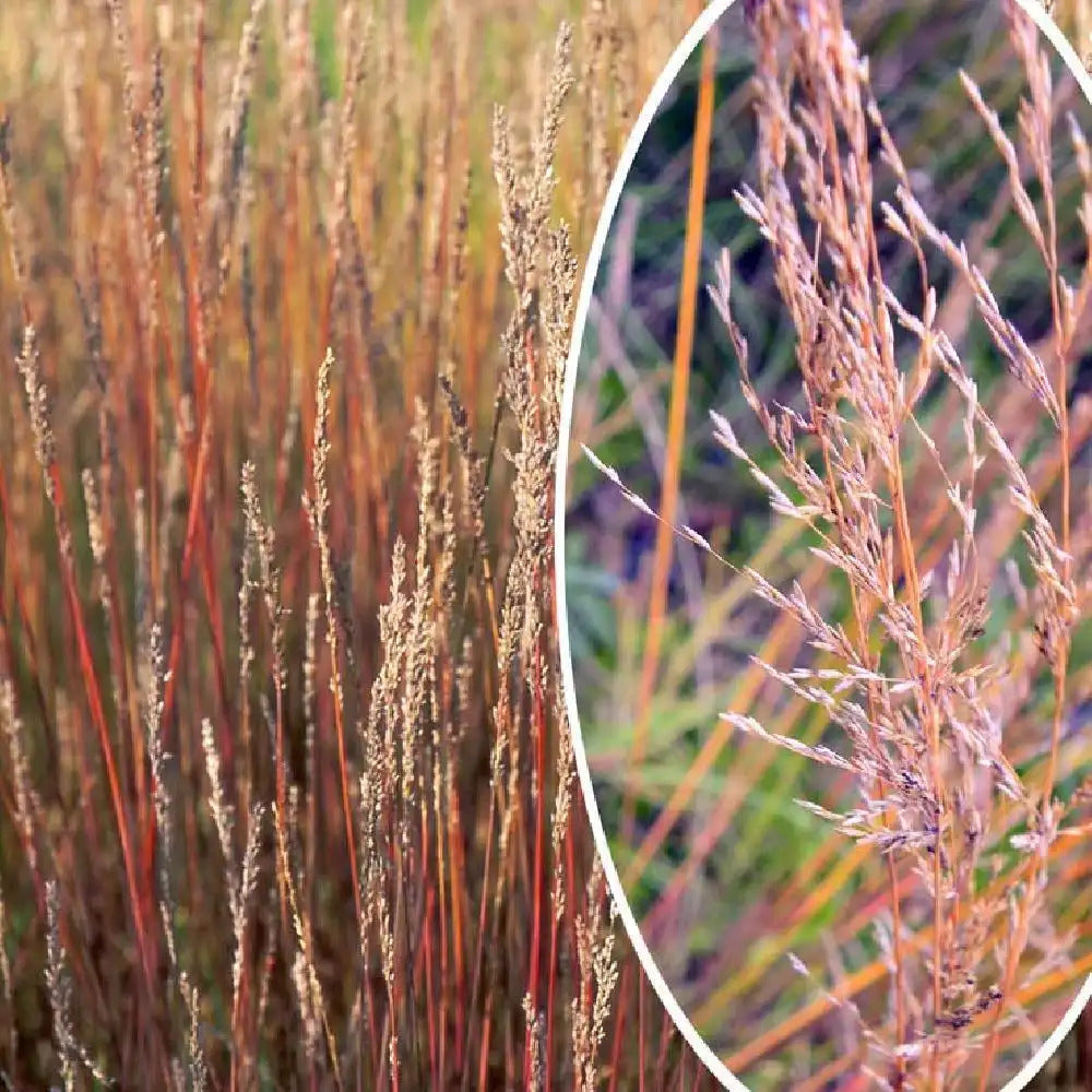Molinia caerulea "Moorhexe" 0.10 - 0.20 m