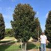 Magnolia vesnic verde "Goliath" multitulpinala / Magnolia grandiflora "Goliath"