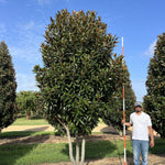 Magnolia vesnic verde "Goliath" multitulpinala / Magnolia grandiflora "Goliath"