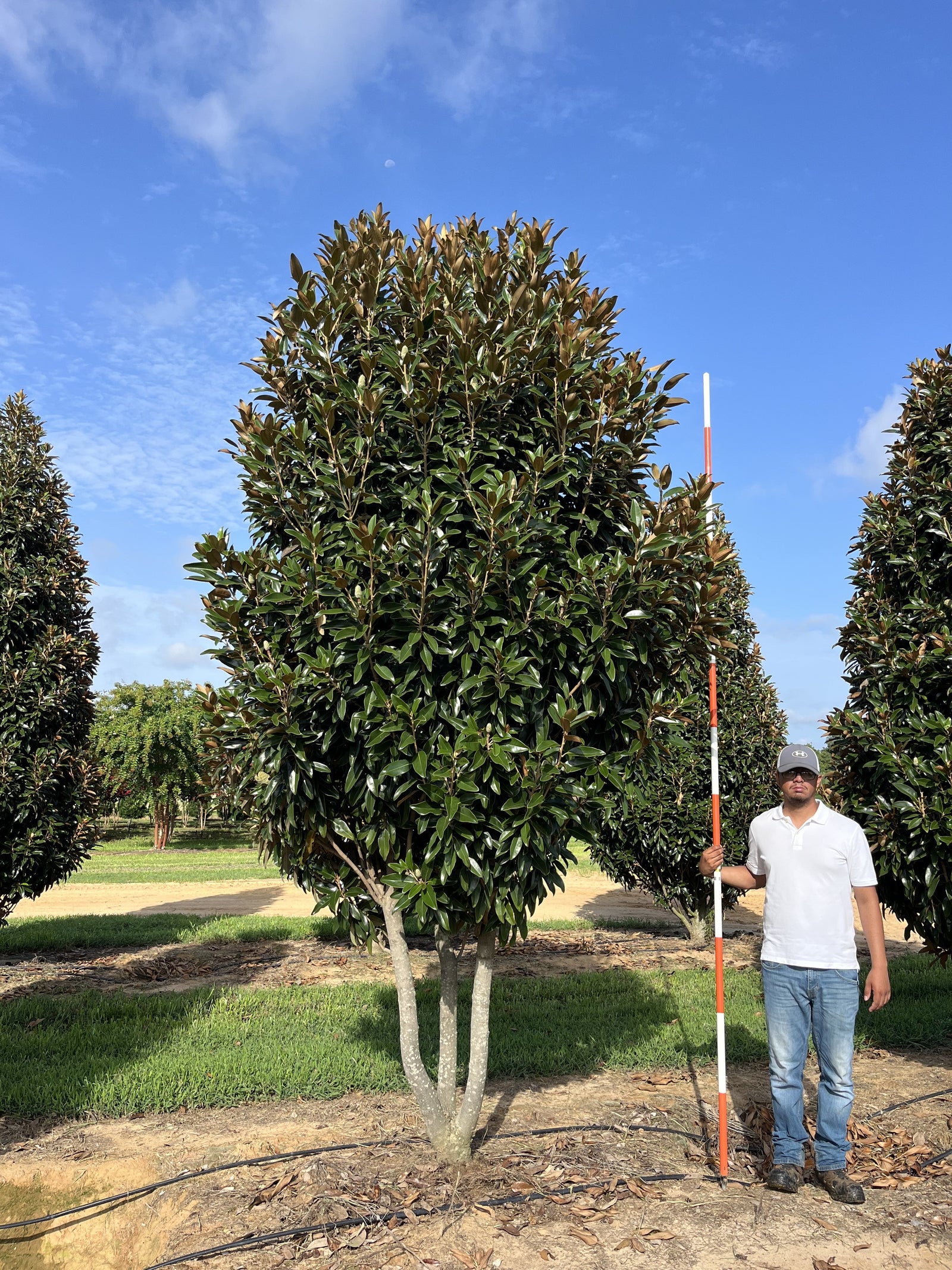 Magnolia vesnic verde "Goliath" multitulpinala / Magnolia grandiflora "Goliath"