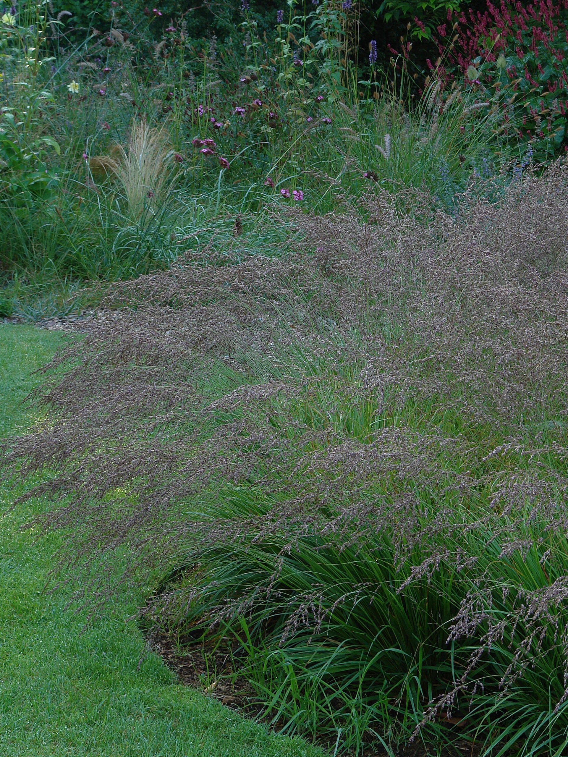 Molinia caerulea "Poul Petersen"