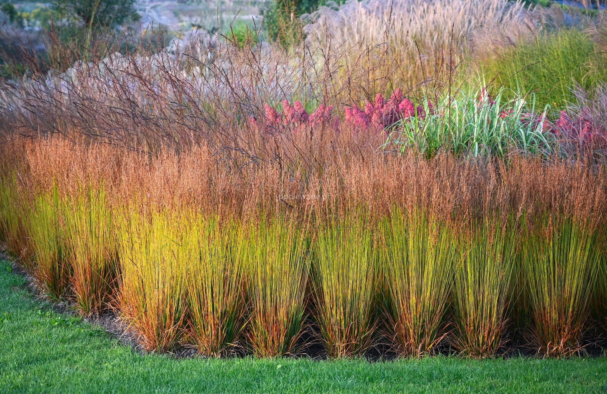 Molinia caerulea "Poul Petersen"