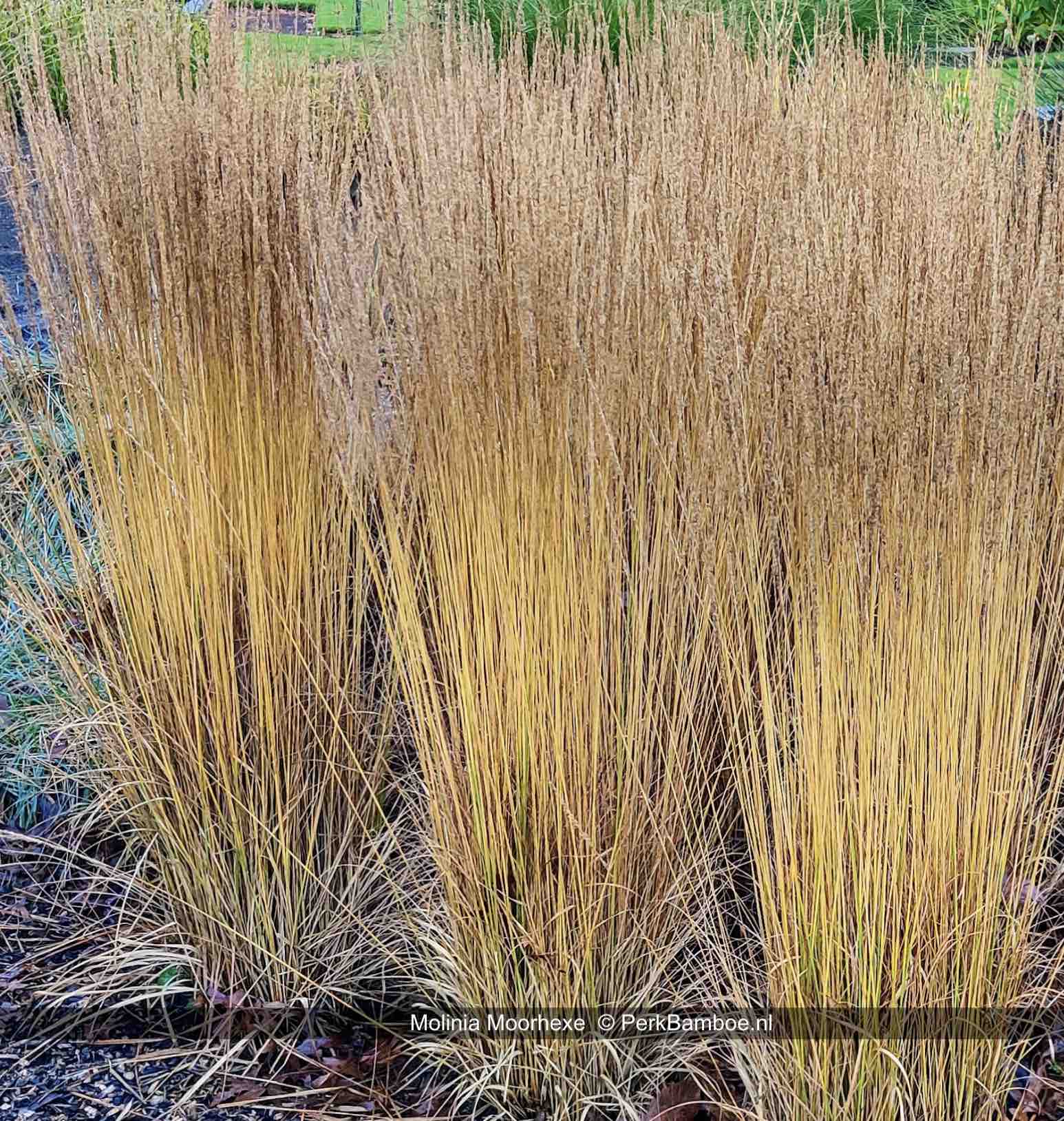 Molinia caerulea "Moorhexe" 0.10 - 0.20 m