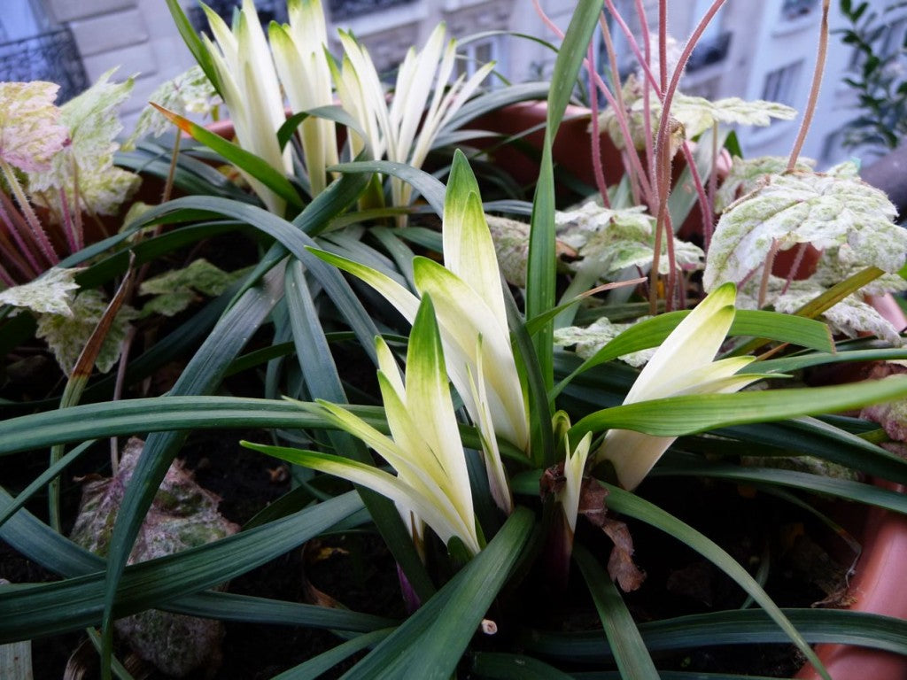 Liriope muscari "Okina"