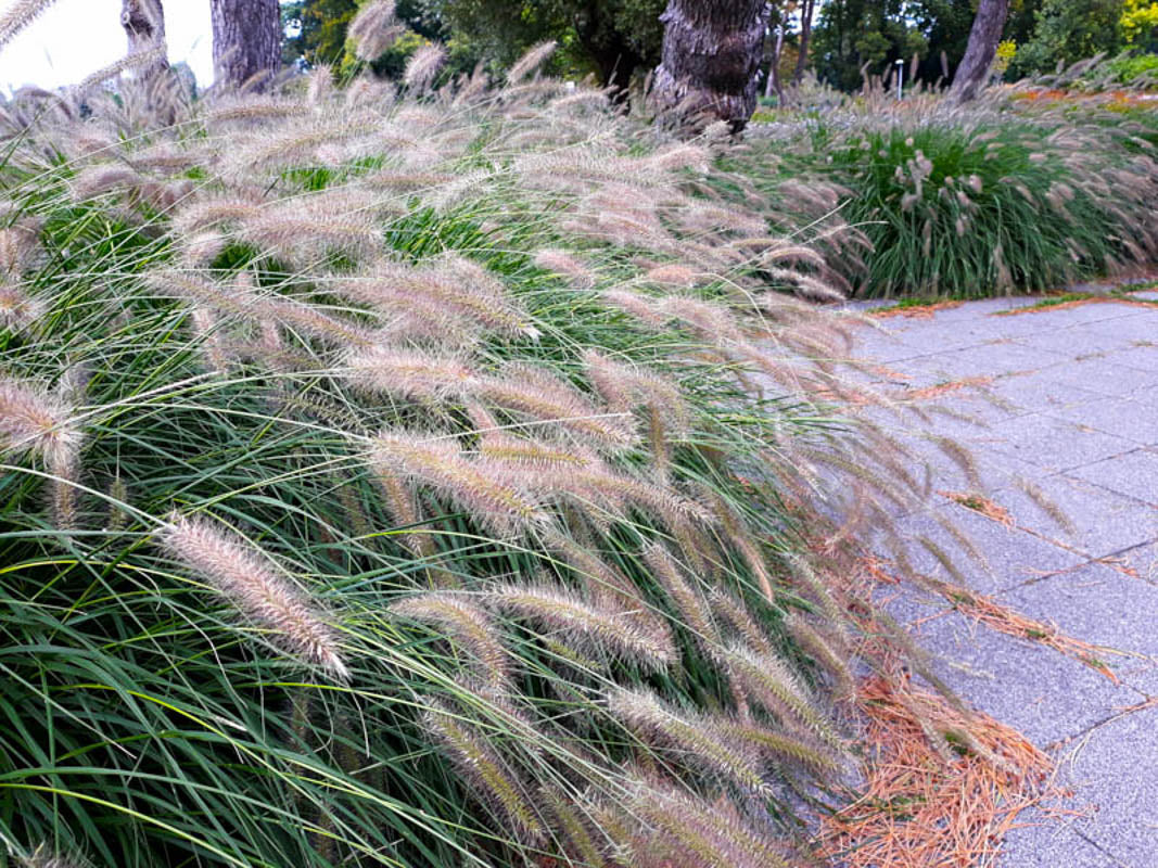 Pennisetum alopecuroides "Hameln"
