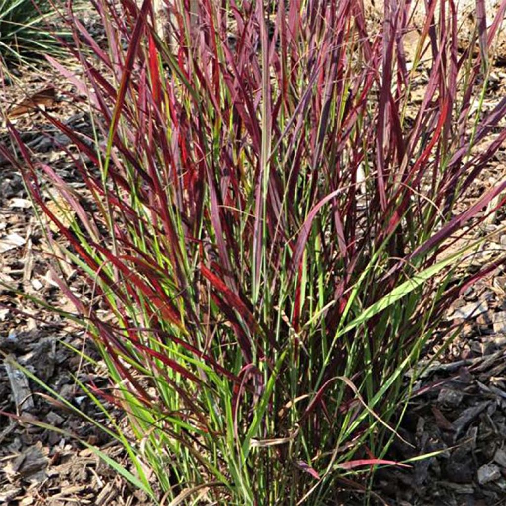 Panicum virgatum "Hot Rod" 0.20 - 0.30 m
