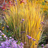 Panicum virgatum "North Wind" 0.20 - 0.30 m