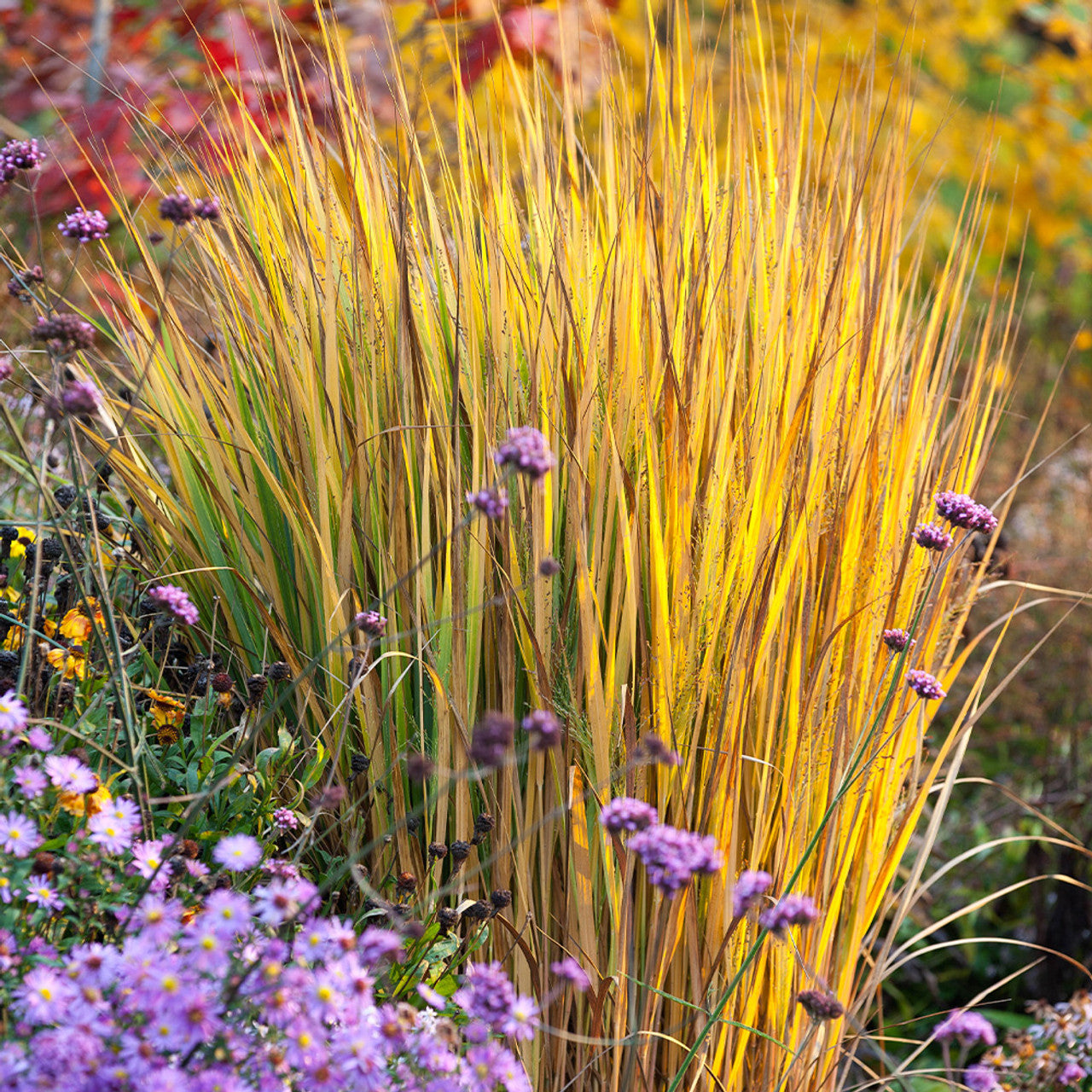Panicum virgatum "North Wind" 0.20 - 0.30 m