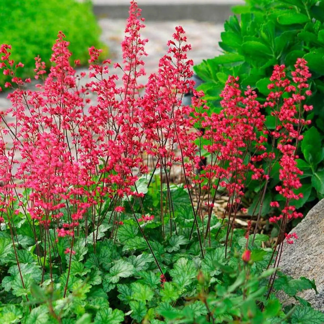 Heuchera "Paris"  0.10 - 0.20 m