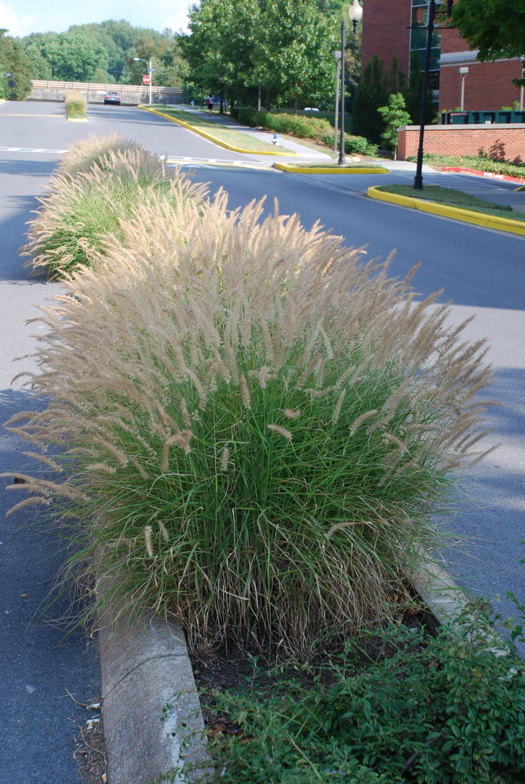 Pennisetum orientale "Karley Rose"